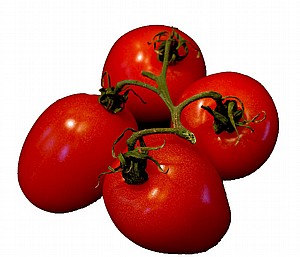 עגבניה תמר עגבניה תמר